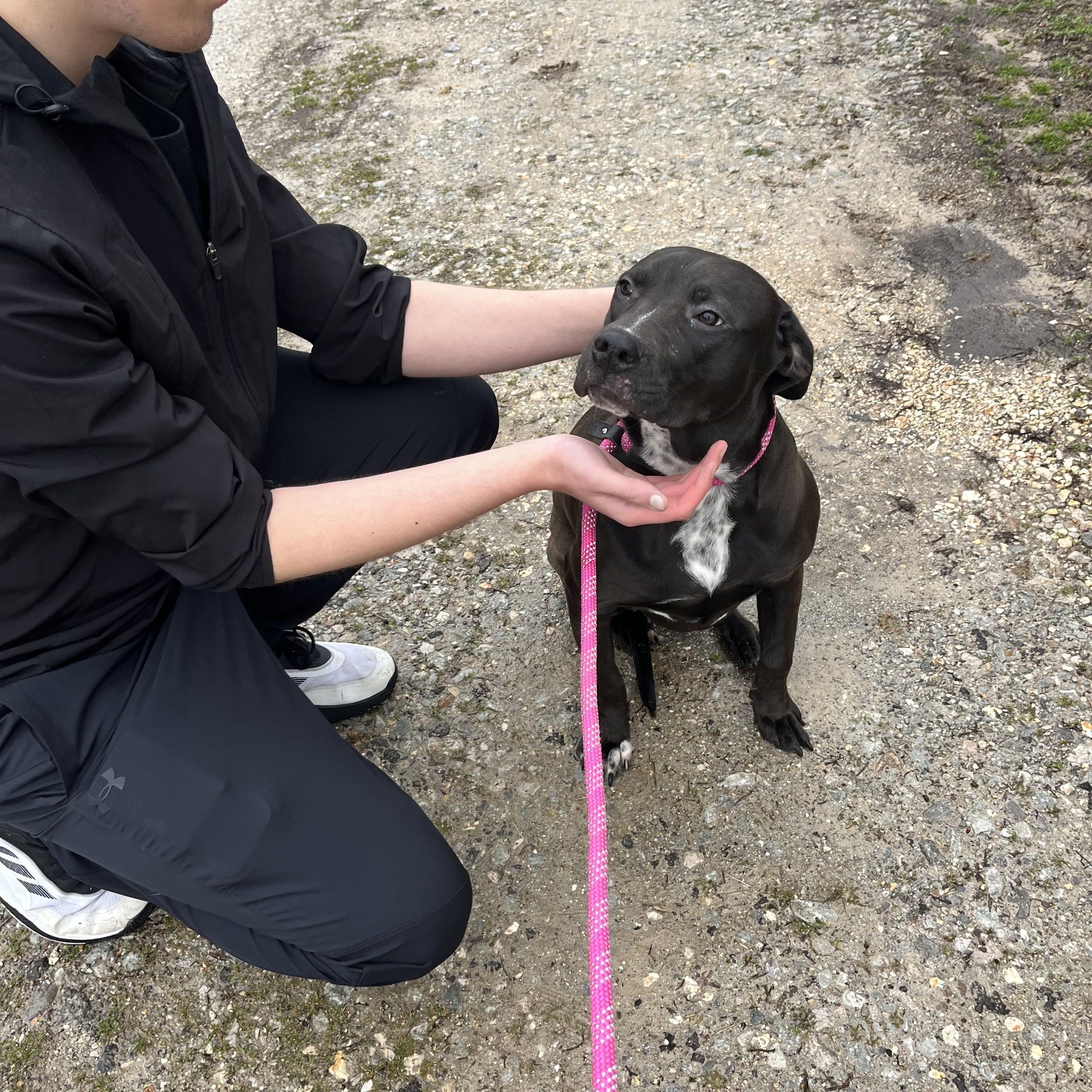 Lizzie, a Adoptable mixed breed in Watertown, CT image 2/5