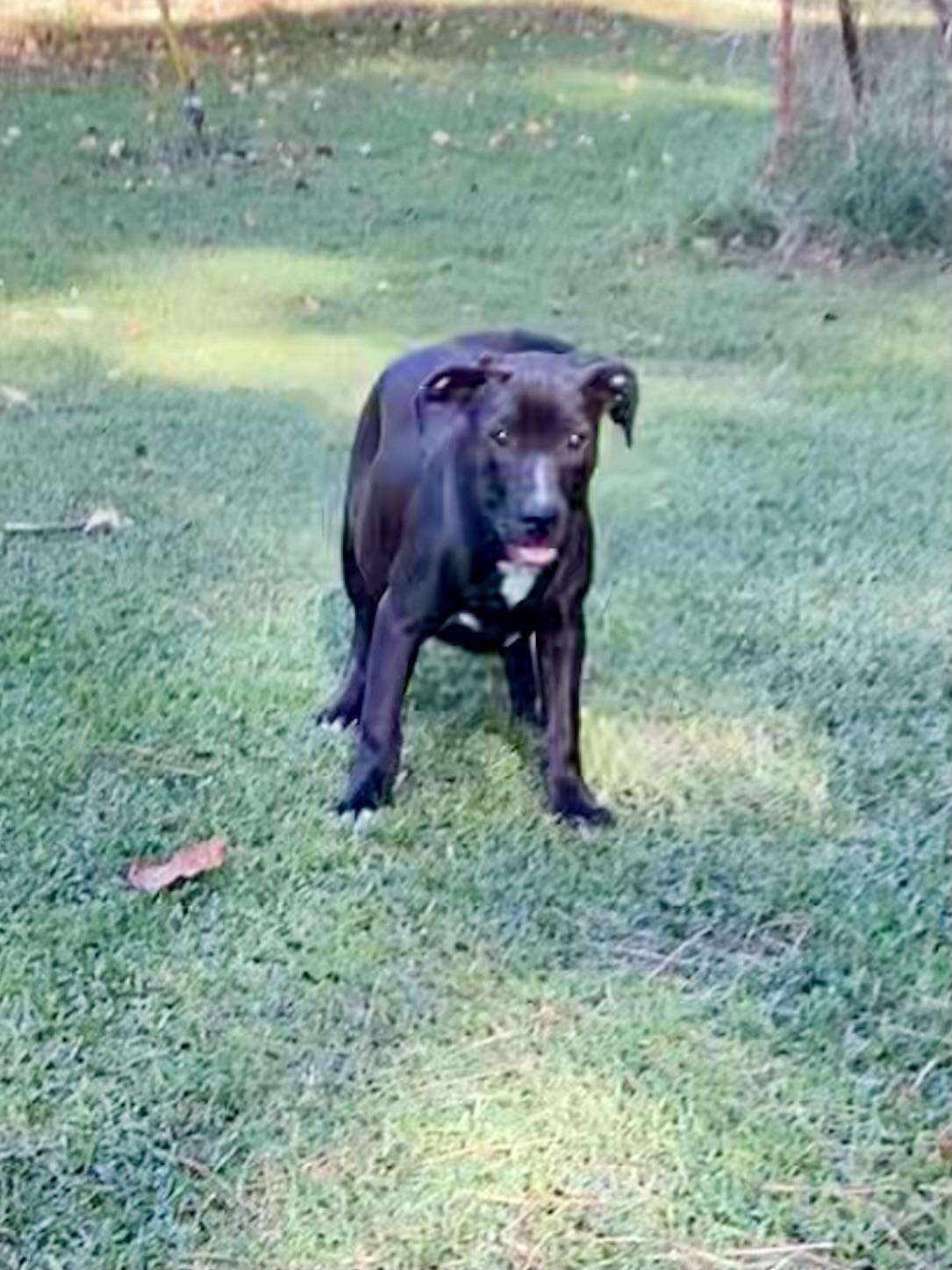 Lizzie, Adoptable, Puppy Female Labrador Retriever & Boxer.