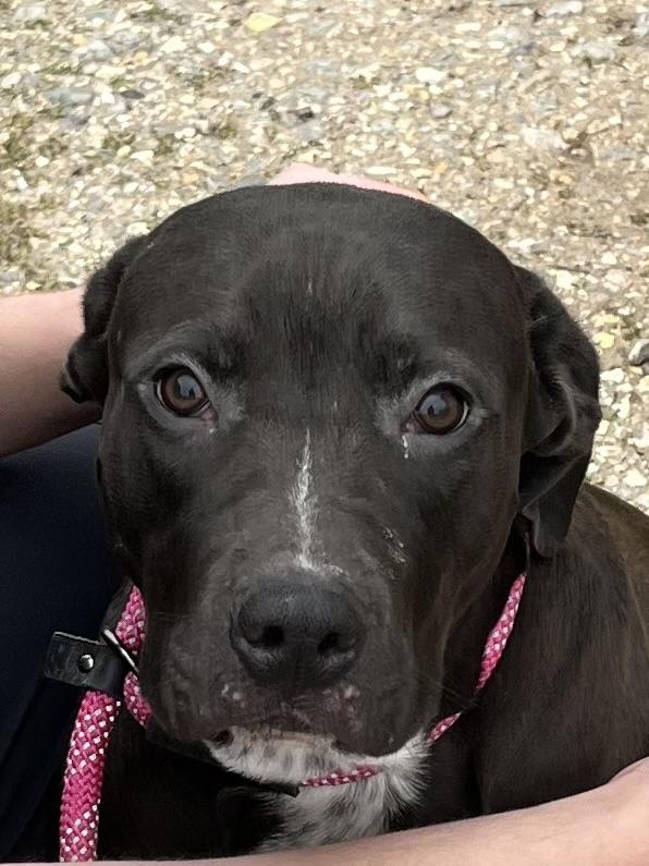 Lizzie, Adoptable, Young Female Labrador Retriever & Boxer.