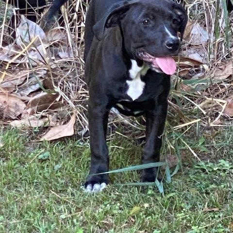 Enlarge Lizzie, a Adoptable mixed breed in Watertown, CT image 3/3