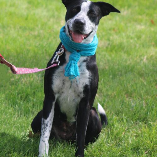 Hope, Adoptable, Adult Female Cattle Dog & Mixed Breed.