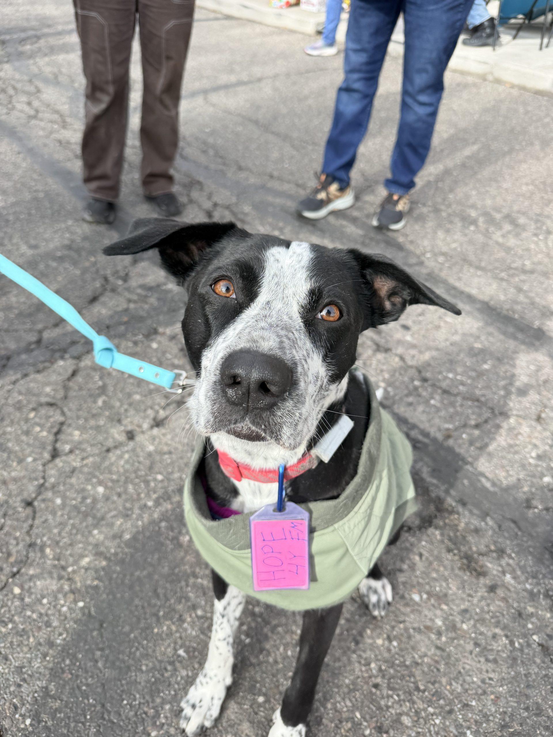 Enlarge Hope, a Adoptable mixed breed in Grand Junction, CO image 1/6