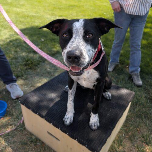 Enlarge Hope, a Adoptable mixed breed in Grand Junction, CO image 2/6