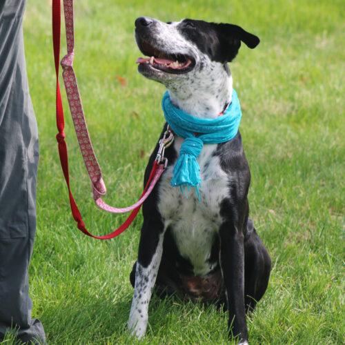 Hope, a Adoptable mixed breed in Grand Junction, CO image 2/6