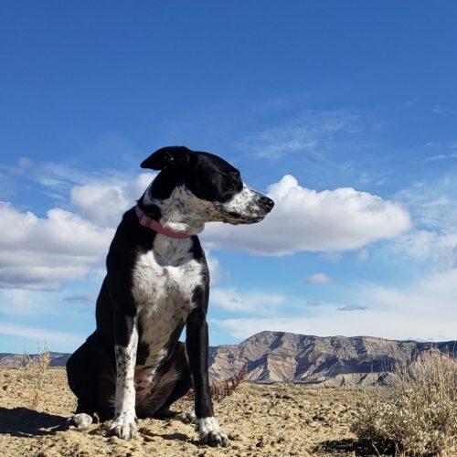 Enlarge Poppi, a Adoptable mixed breed in Grand Junction, CO image 4/6
