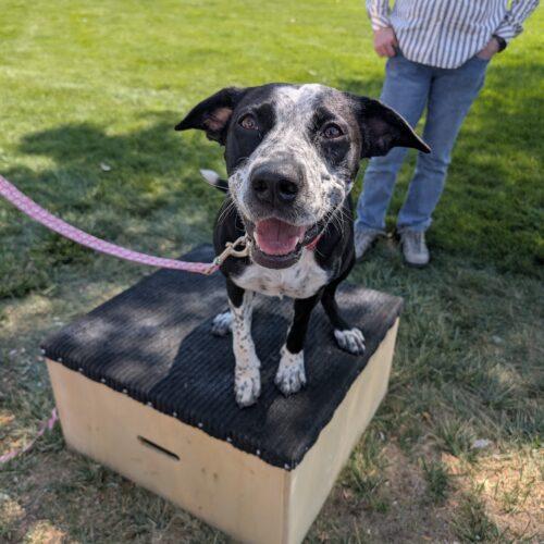 Enlarge Hope, a Adoptable mixed breed in Grand Junction, CO image 4/6