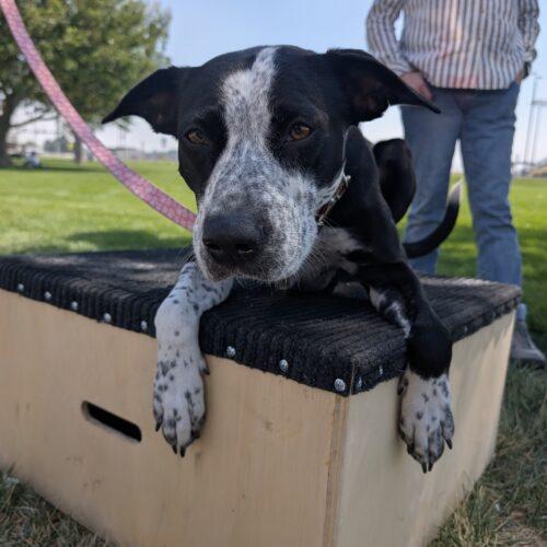 Enlarge Hope, a Adoptable mixed breed in Grand Junction, CO image 5/6