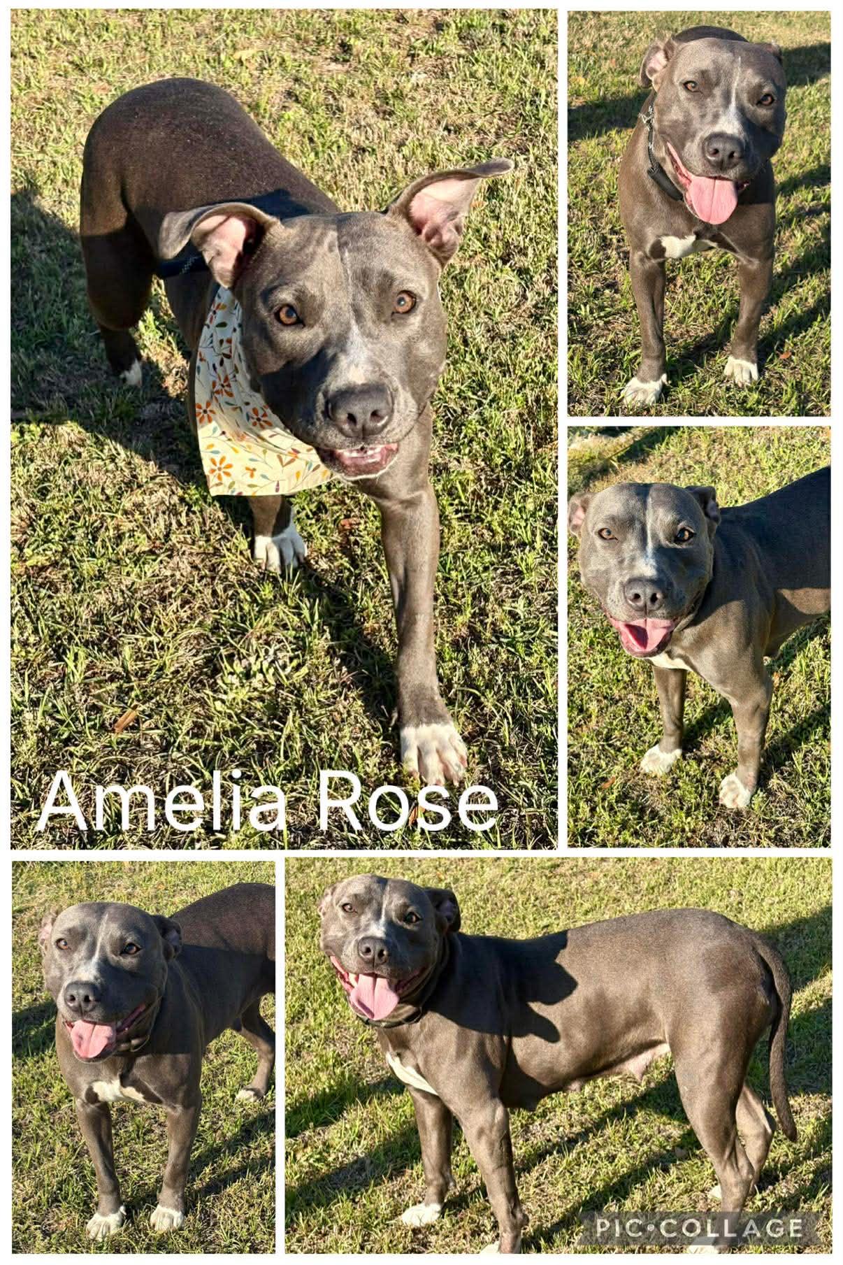Amelia Rose, adopted, Young Female Pit Bull Terrier.