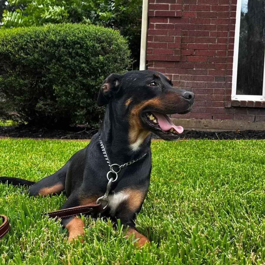 Crunchwrap Supreme a.k.a Ajax, ADOPTABLE, Young Male Doberman Pinscher & Rottweiler.
