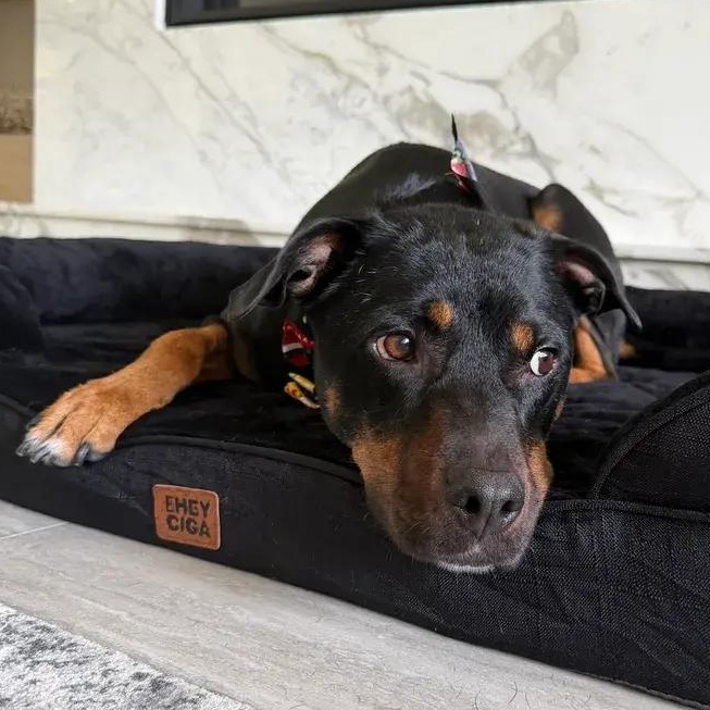 Enlarge Crunchwrap Supreme a.k.a Ajax, a ADOPTABLE mixed breed in Polk, OH image 5/5