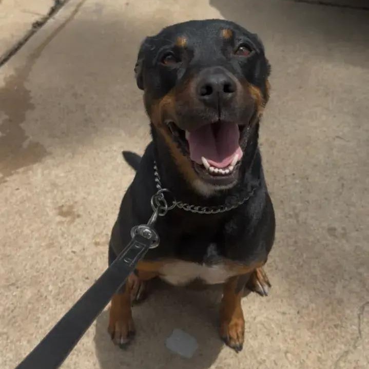 Enlarge Crunchwrap Supreme a.k.a Ajax, a ADOPTABLE mixed breed in Polk, OH image 4/5