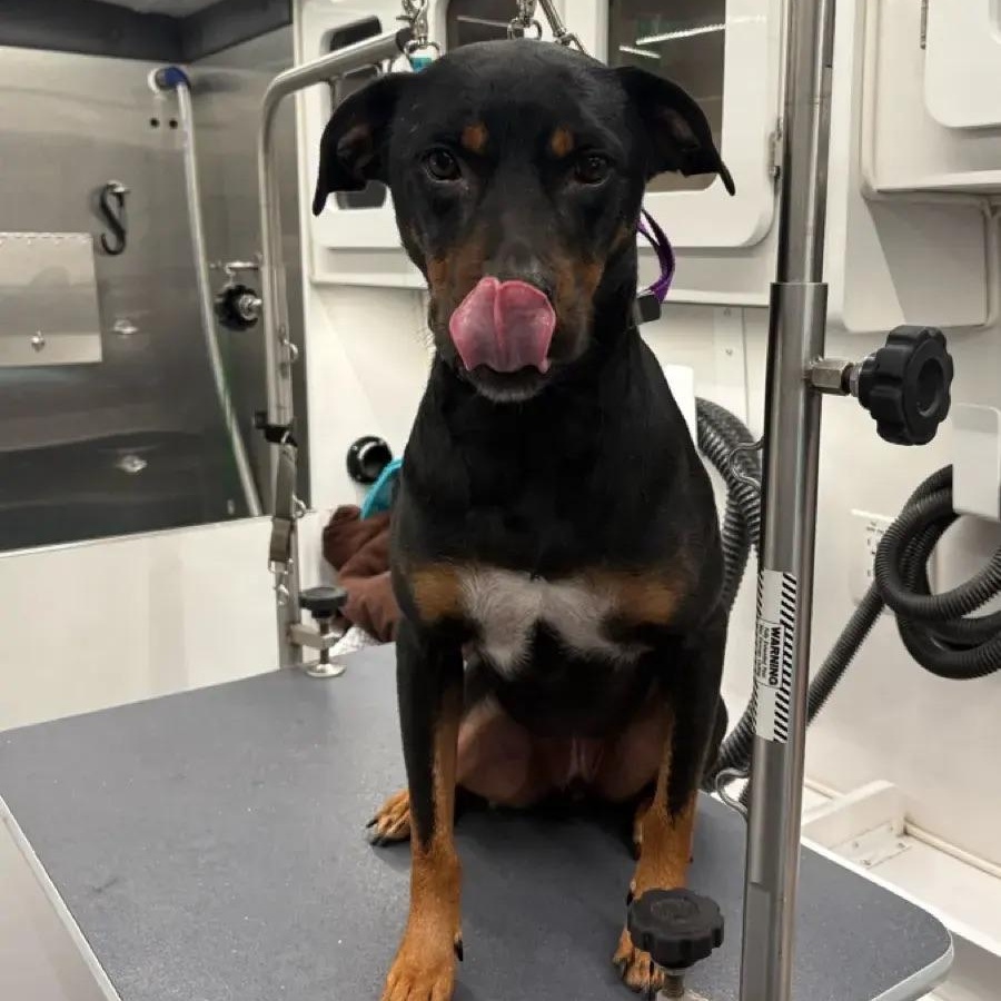 Enlarge Crunchwrap Supreme a.k.a Ajax, a ADOPTABLE mixed breed in Polk, OH image 2/5