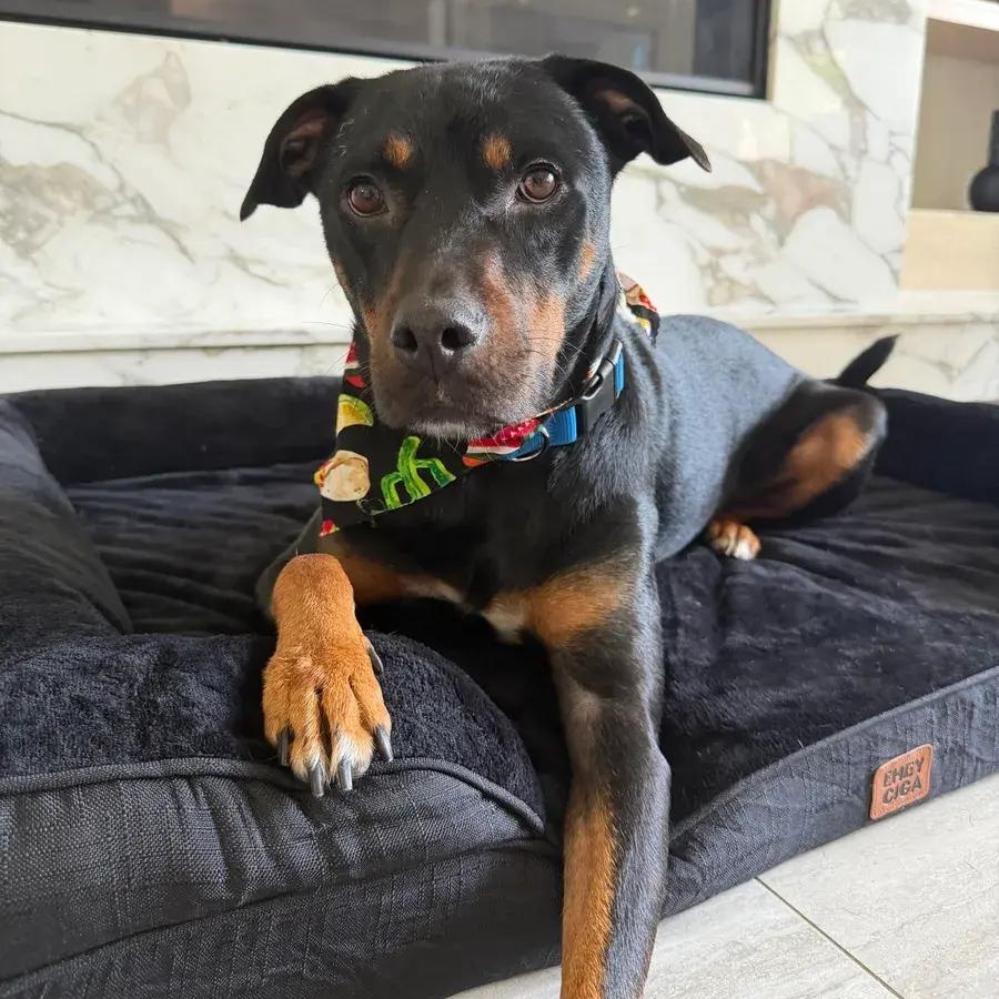 Enlarge Crunchwrap Supreme a.k.a Ajax, a ADOPTABLE mixed breed in Polk, OH image 3/5
