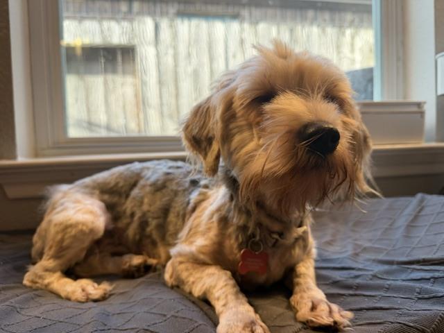Mimi, a Adoptable mixed breed in Cortez, CO image 1/5