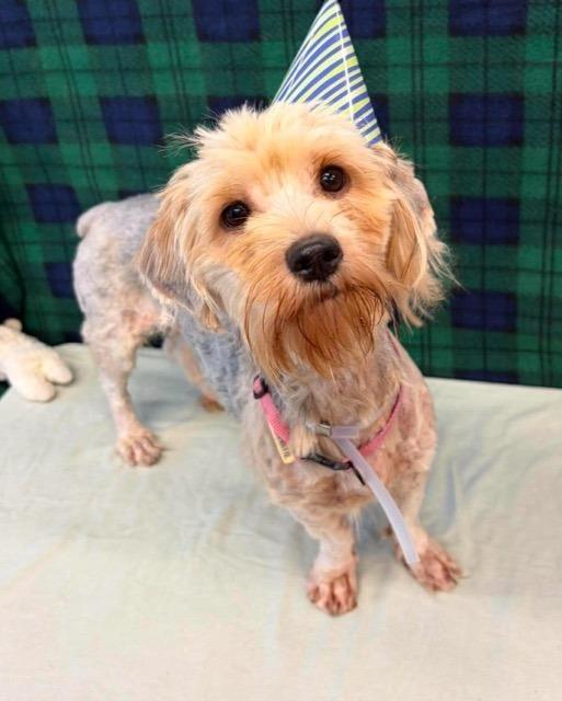 Mimi, a Adoptable mixed breed in Cortez, CO image 5/5