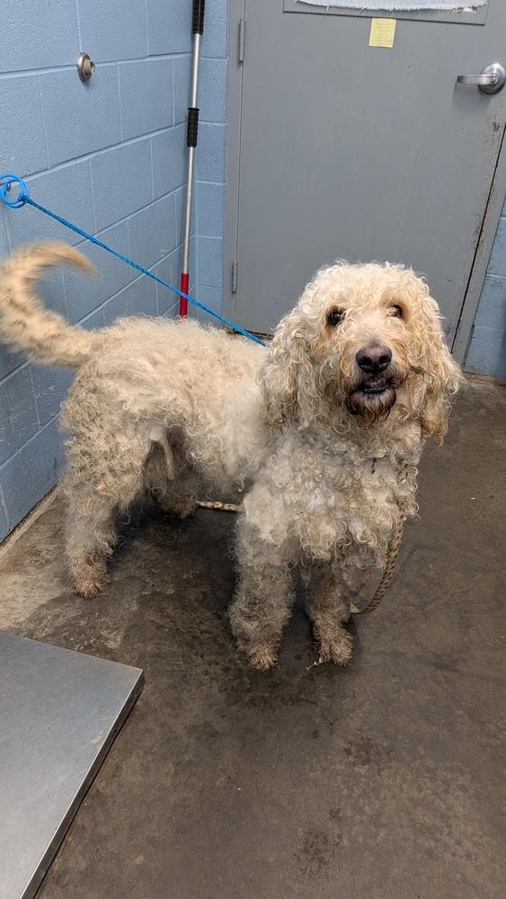 Alfie, Adopted, Adult Male Labradoodle.