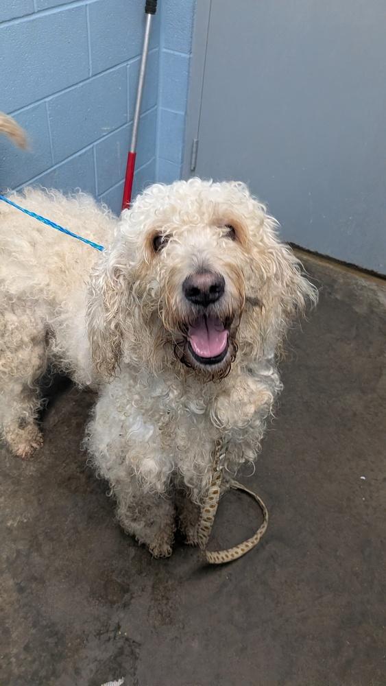 Alfie, a Adopted Labradoodle in Evansville, IN image 2/3