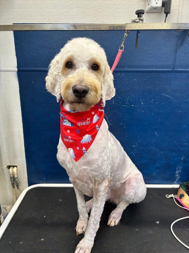 Alfie, a Adopted Labradoodle in Evansville, IN image 3/3