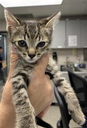 Enlarge JERRY, a Adoptable mixed breed in Visalia, CA image 1/1