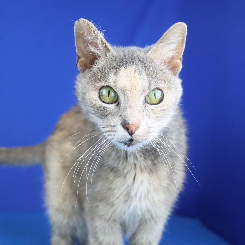 Patches - 081112U, Adoptable, Senior Female Domestic Short Hair.