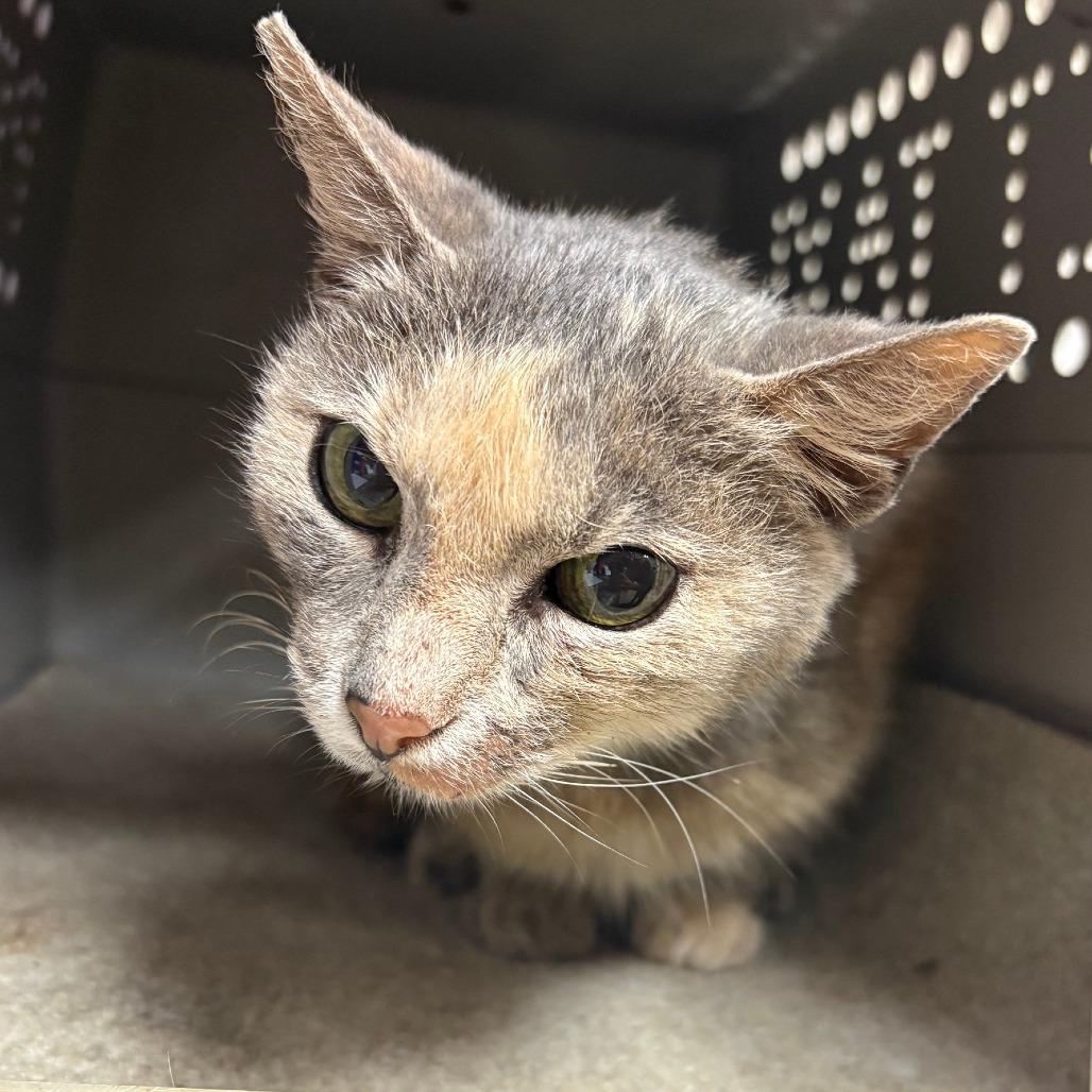 Patches - 081112U, Adoptable, Senior Female Domestic Short Hair.