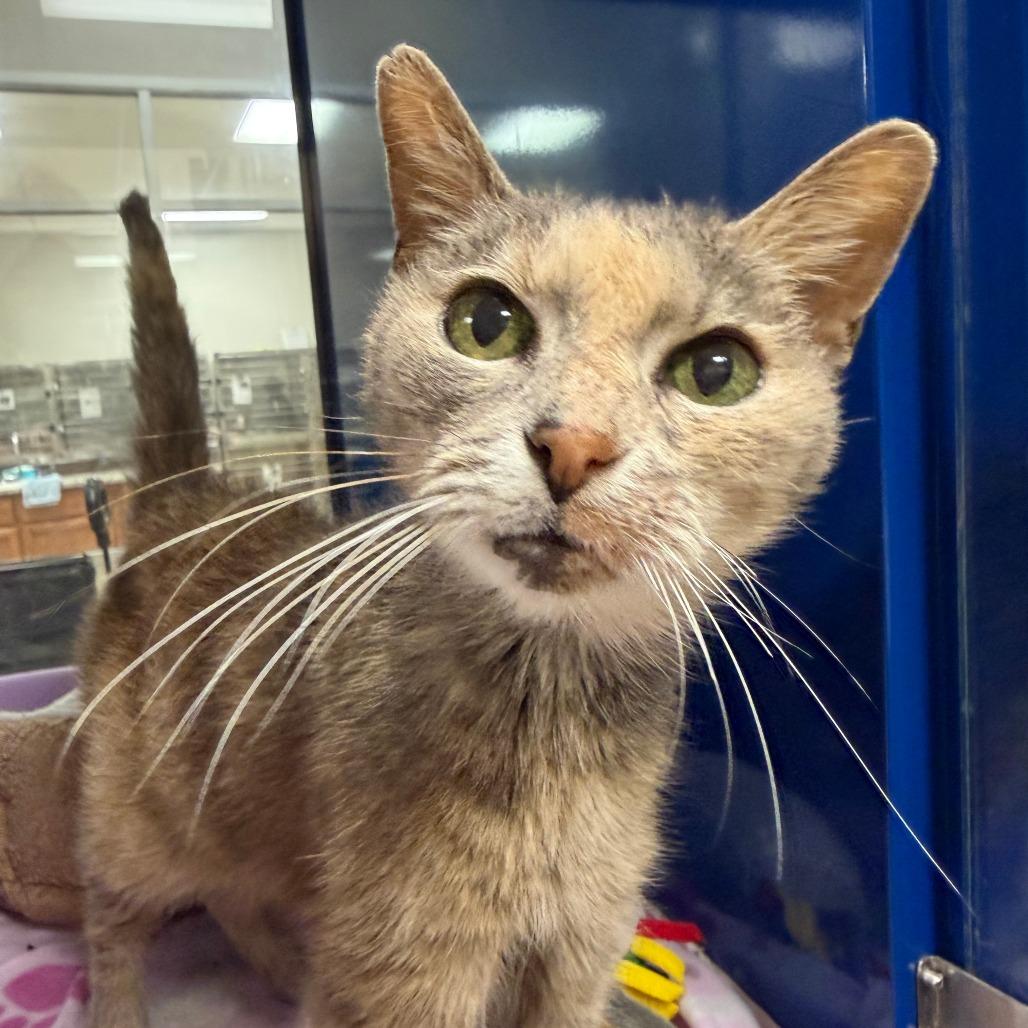 Enlarge Patches - 081112U, a Adoptable Domestic Short Hair in Tupelo, MS image 2/2