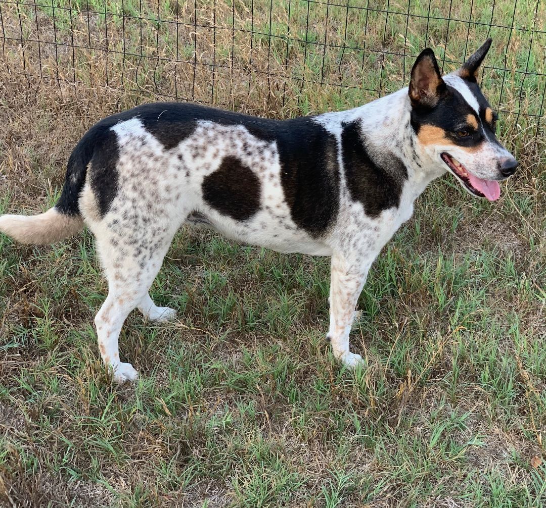 Cypress, Adoptable, Adult Female Australian Cattle Dog / Blue Heeler.
