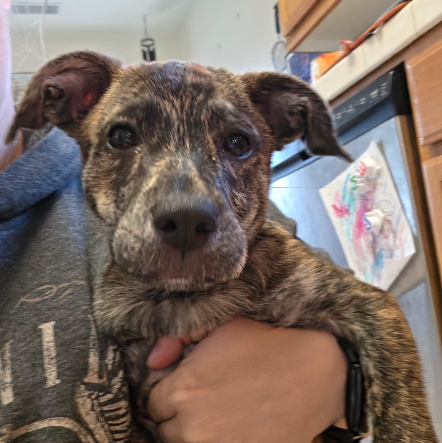 Lilly, Adoptable, Puppy Female Pit Bull Terrier.