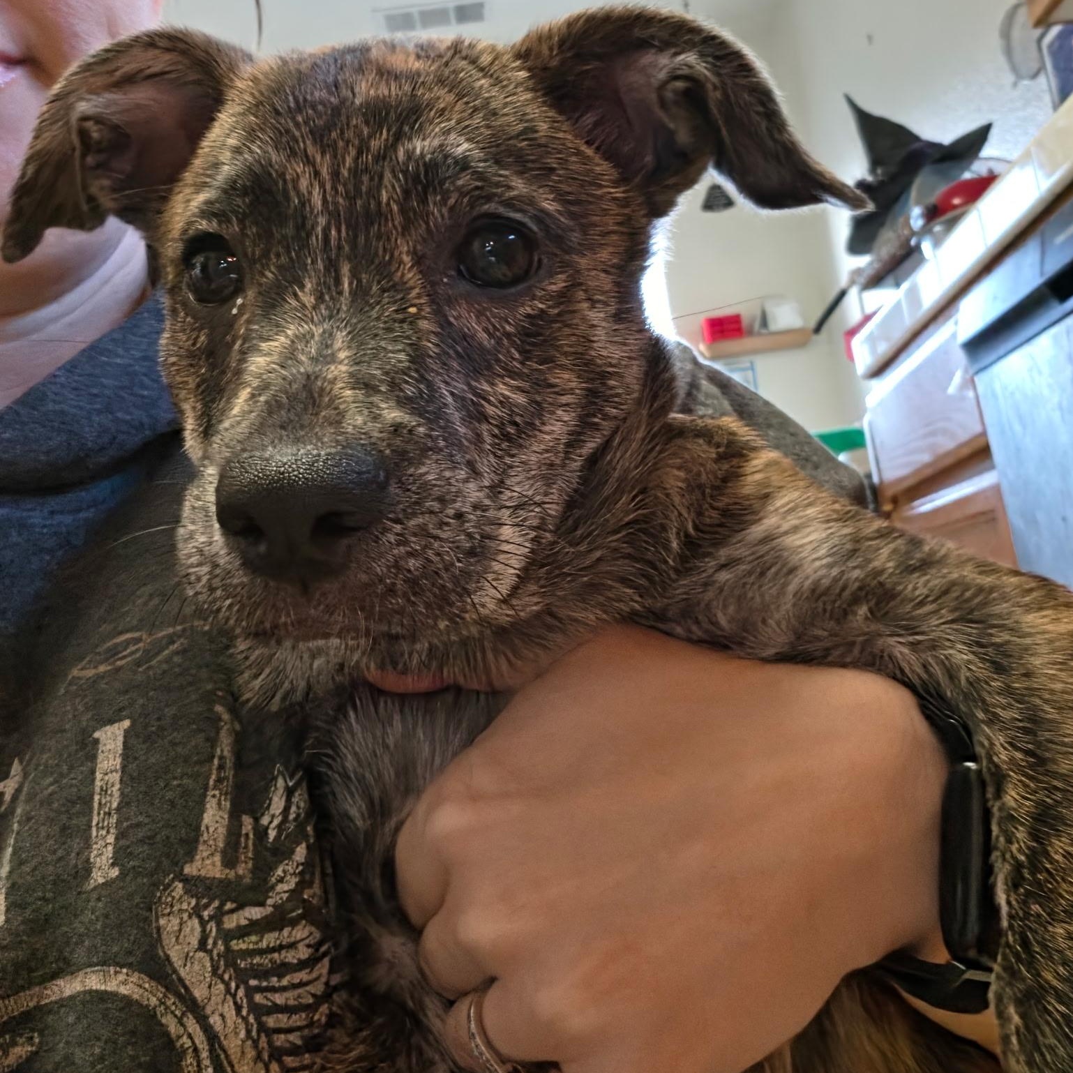 Enlarge Lilly, a Adoptable mixed breed in Brentwood, CA image 2/3