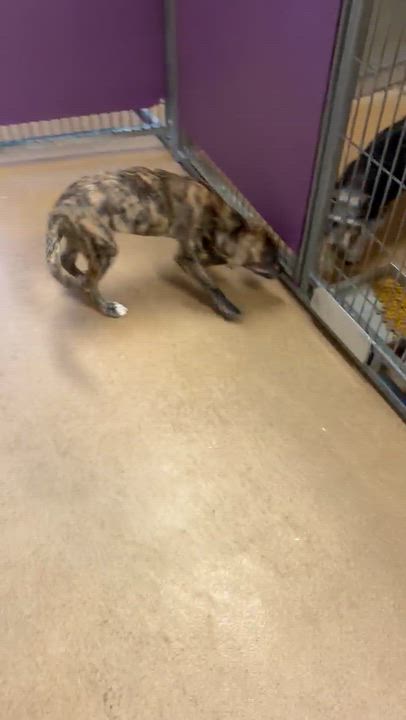 Enlarge Lilly, a Adoptable mixed breed in Brentwood, CA video 3/3