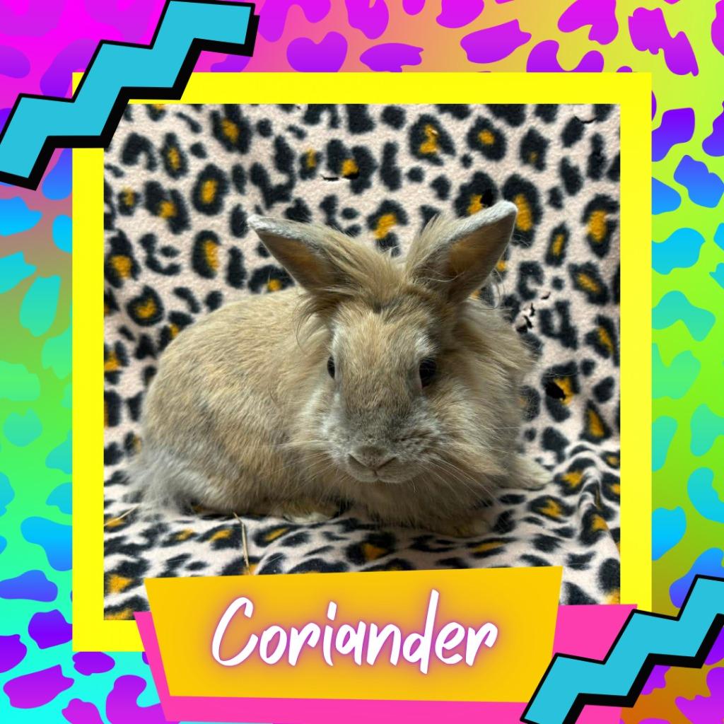Enlarge Coriander, a Adoptable Lionhead in Elizabethtown, KY image 1/2
