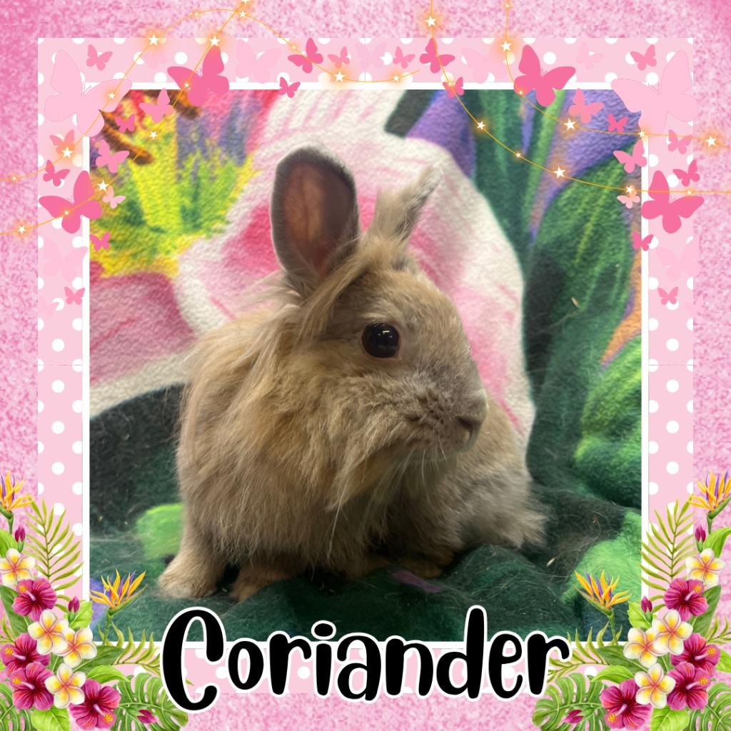 Enlarge Coriander, a Adoptable Lionhead in Elizabethtown, KY image 2/2