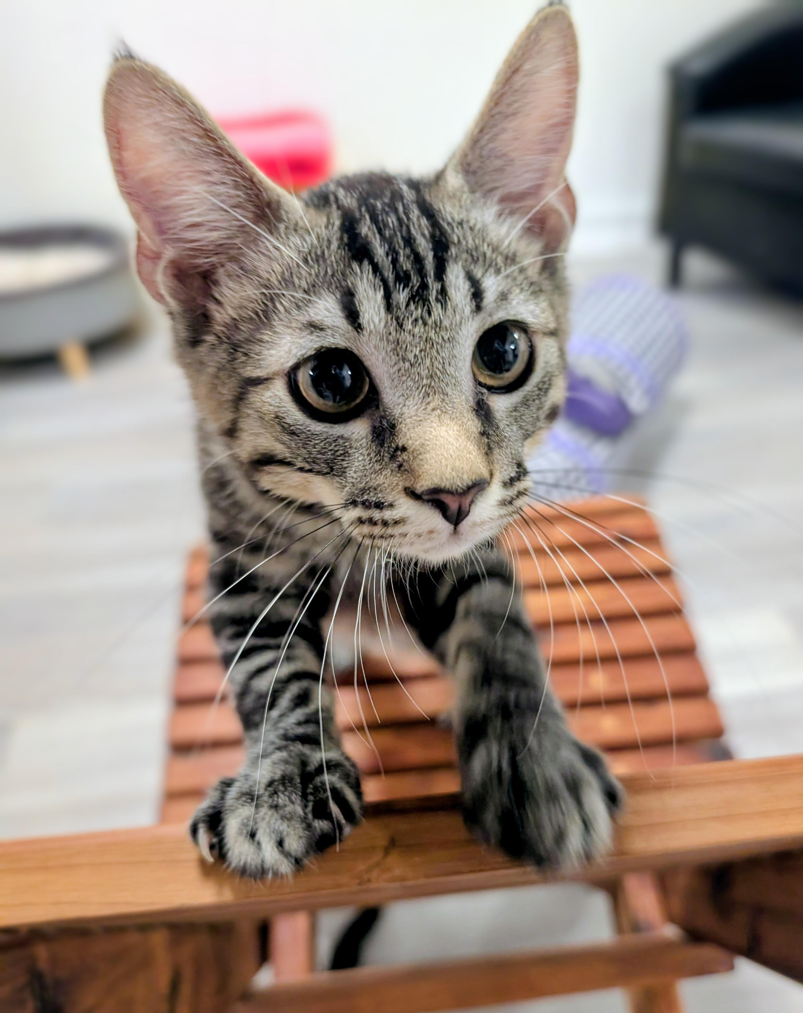 Harley, a ADOPTABLE Domestic Short Hair in Palm Harbor, FL image 2/2