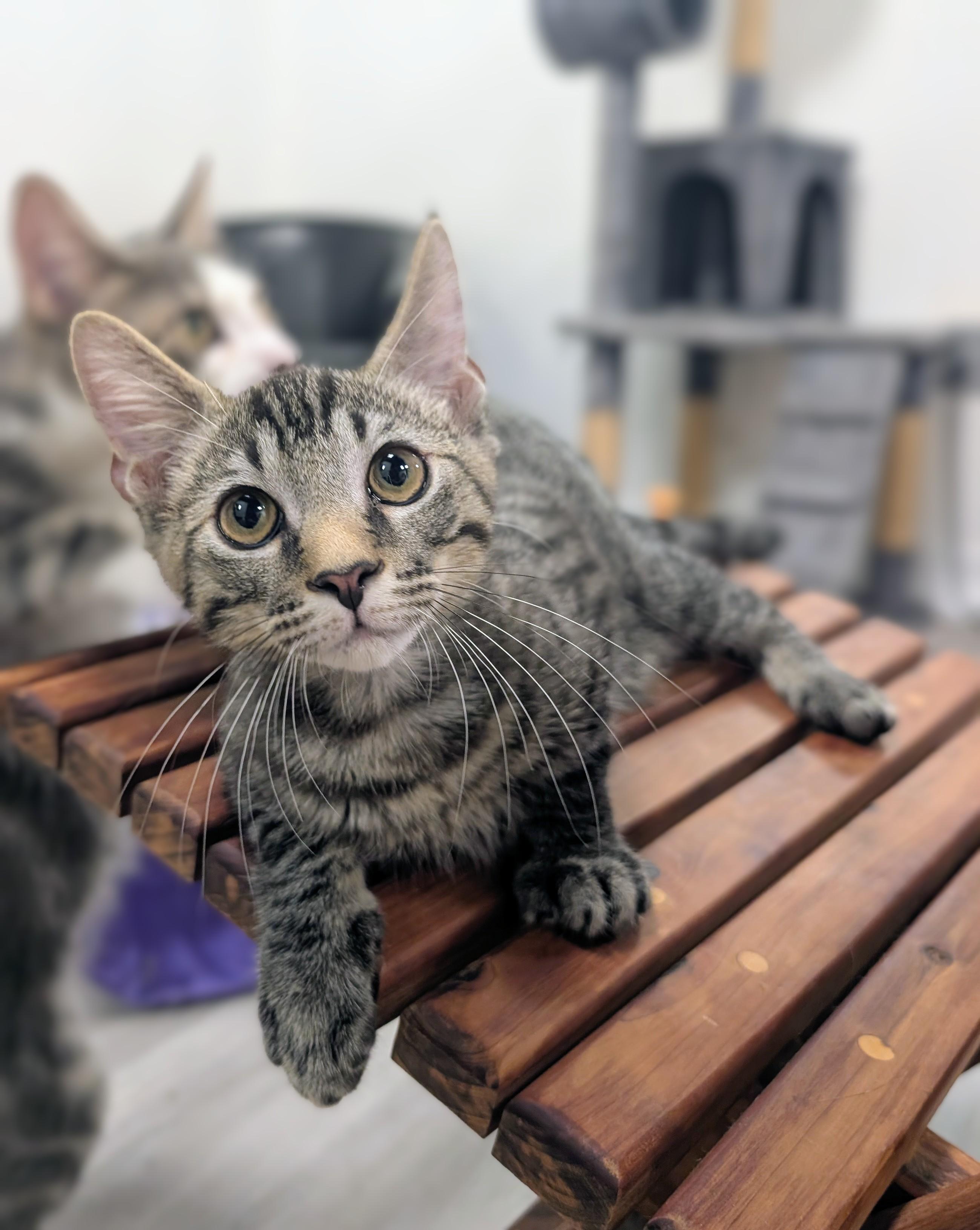 Harley, a ADOPTABLE Domestic Short Hair in Palm Harbor, FL image 1/2