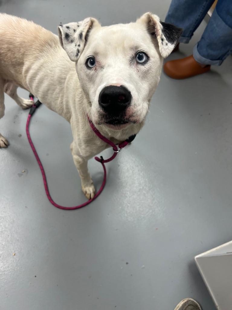 Snoop, Adoptable, Adult Male Catahoula Leopard Dog & Dalmatian.