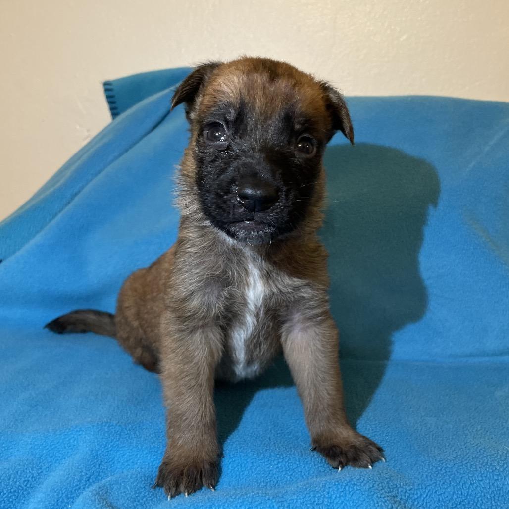 Enlarge Nyx, a Adoptable mixed breed in Tucson, AZ image 1/1