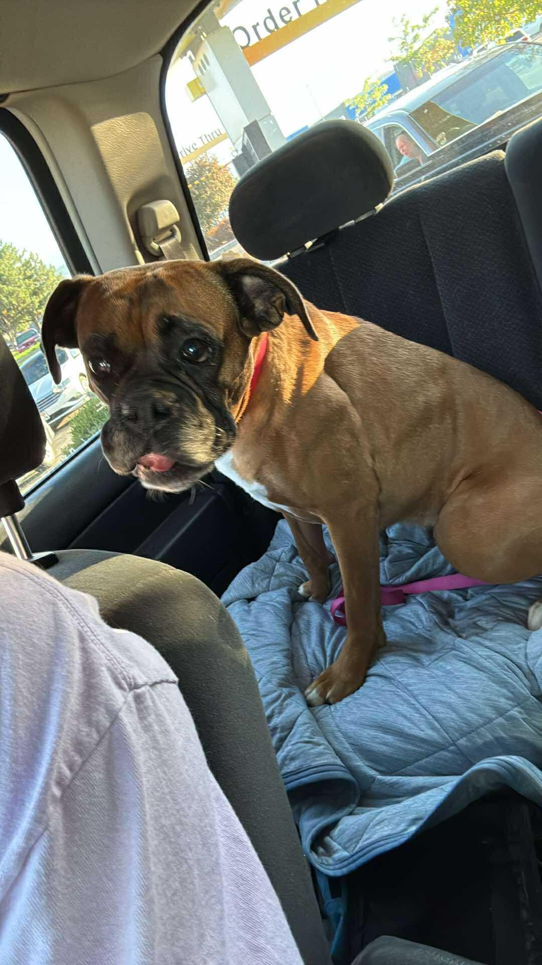 Enlarge AUTUMN, an adopted Boxer in Kuna, ID image 1/2