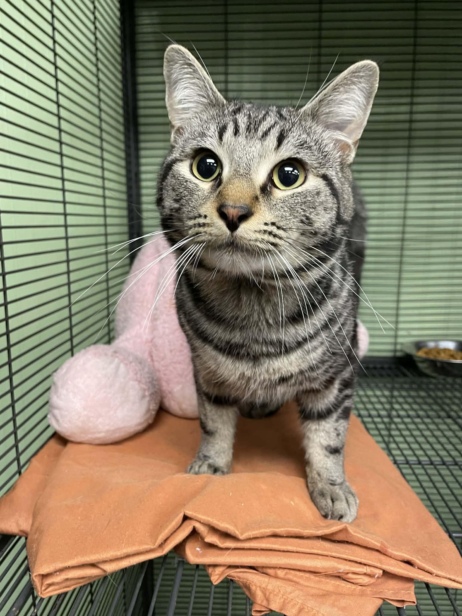 Jason Furrhees, adopted, Young Male Domestic Short Hair.