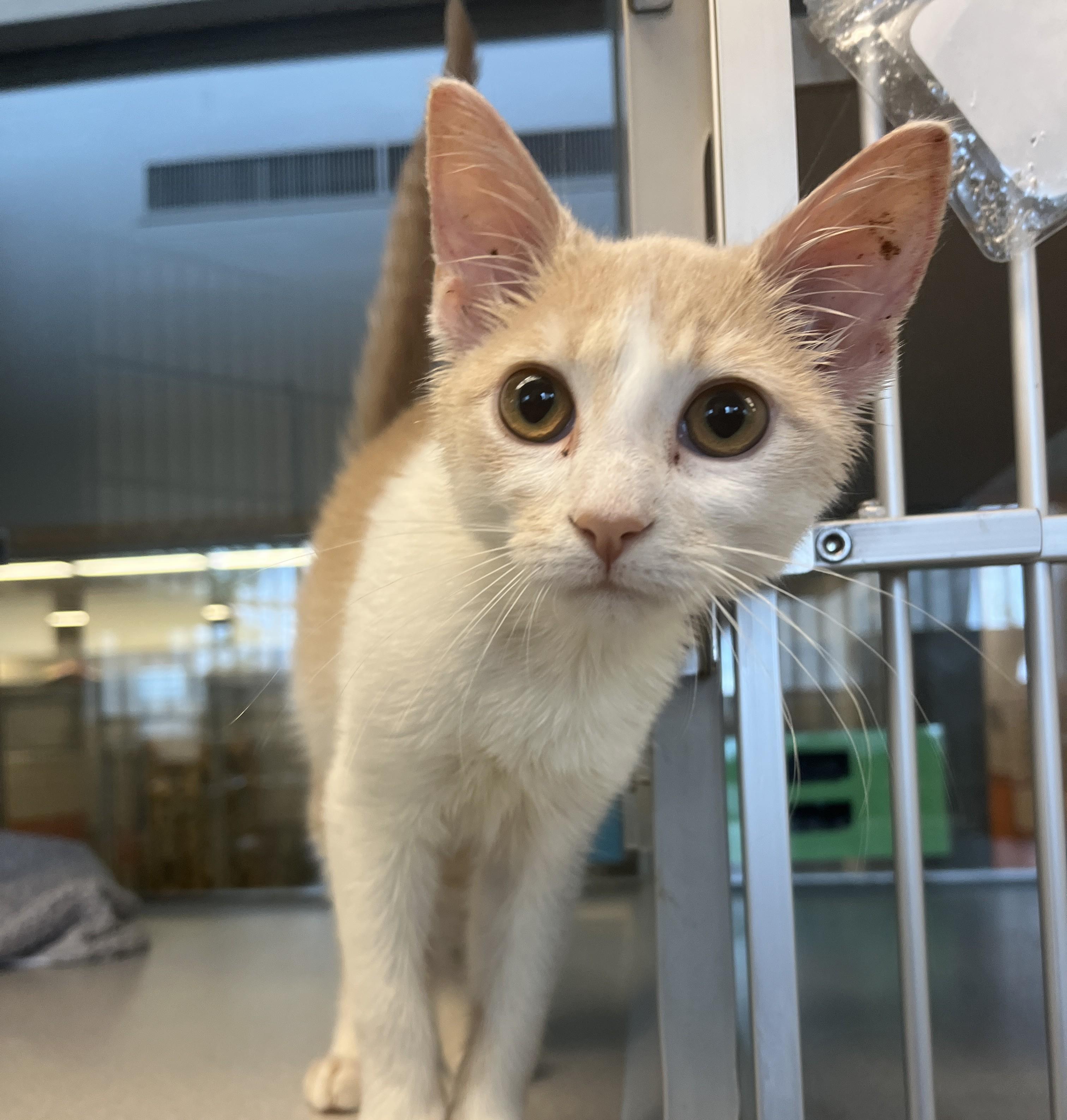 Toasty, adopted, Young Male Domestic Short Hair.