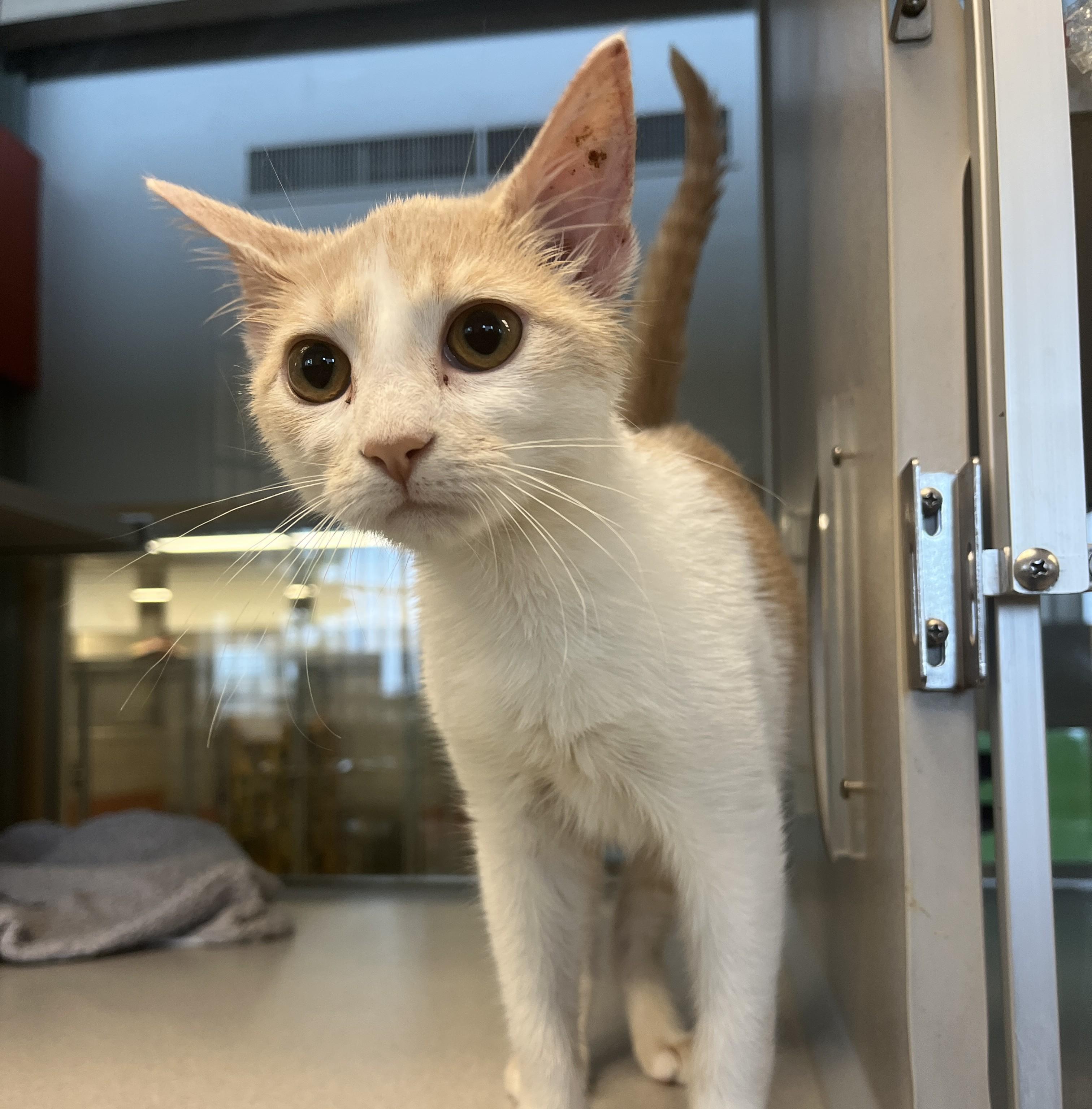 Enlarge Toasty, an adopted Domestic Short Hair in Cedar Rapids, IA image 2/3