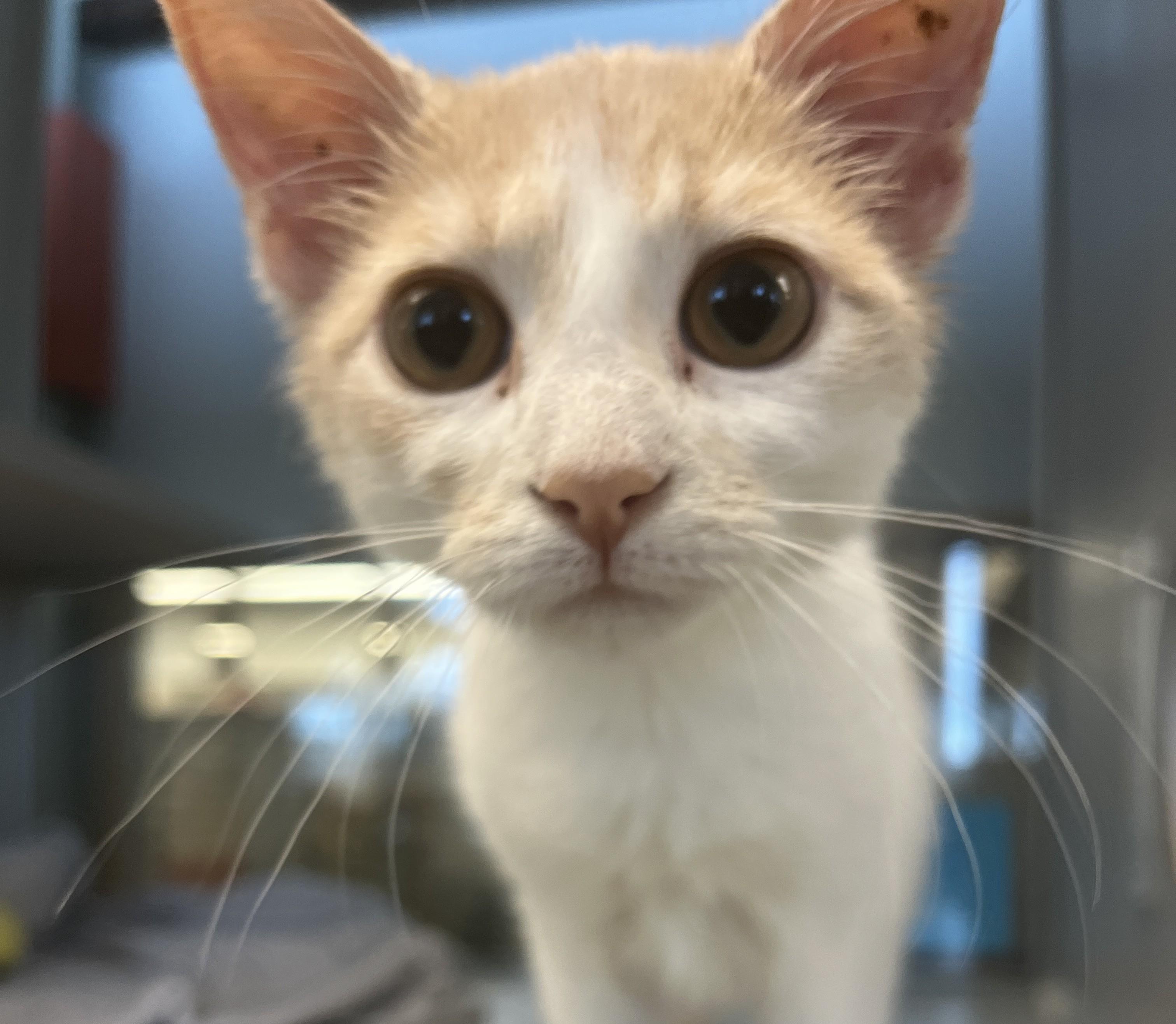 Enlarge Toasty, an adopted Domestic Short Hair in Cedar Rapids, IA image 3/3