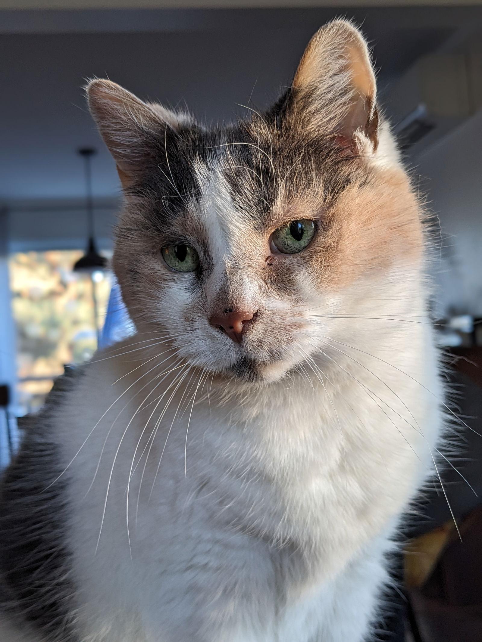 Alice, Adoptable, Adult Female Domestic Short Hair.