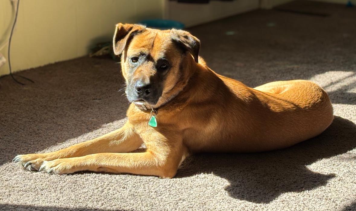 Duke, Adoptable, Adult Male German Shepherd Dog & Labrador Retriever.