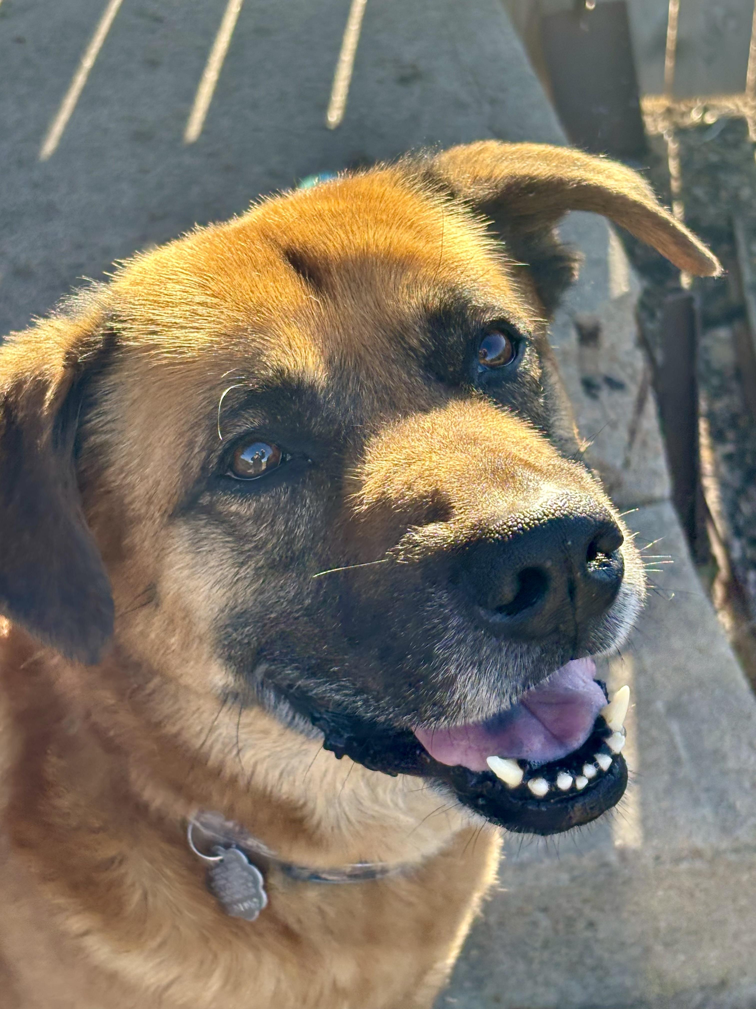 Enlarge Duke, an adopted mixed breed in Shenandoah, IA image 1/2