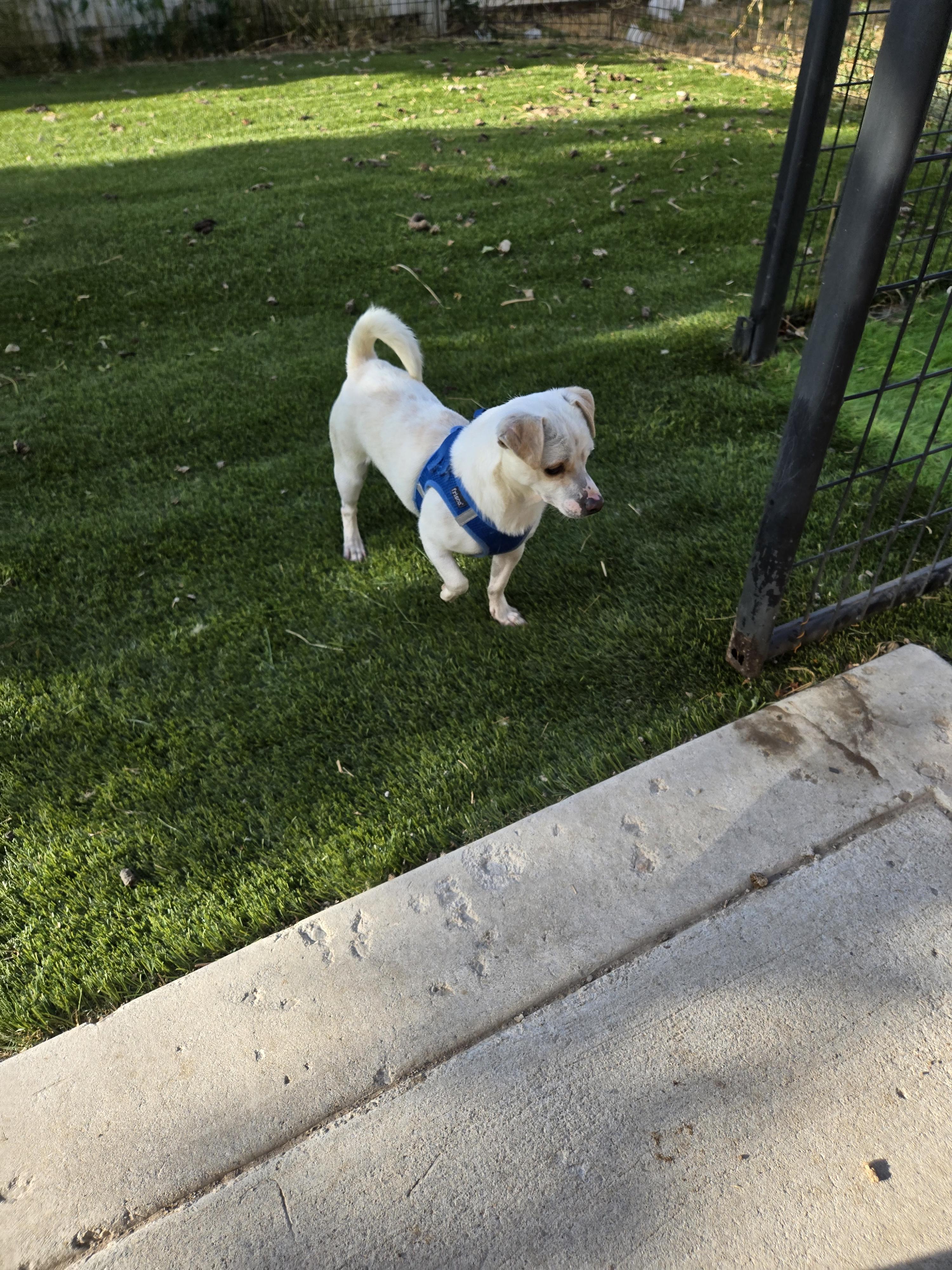 Enlarge Fred, a Adoptable mixed breed in West Valley, UT image 2/2