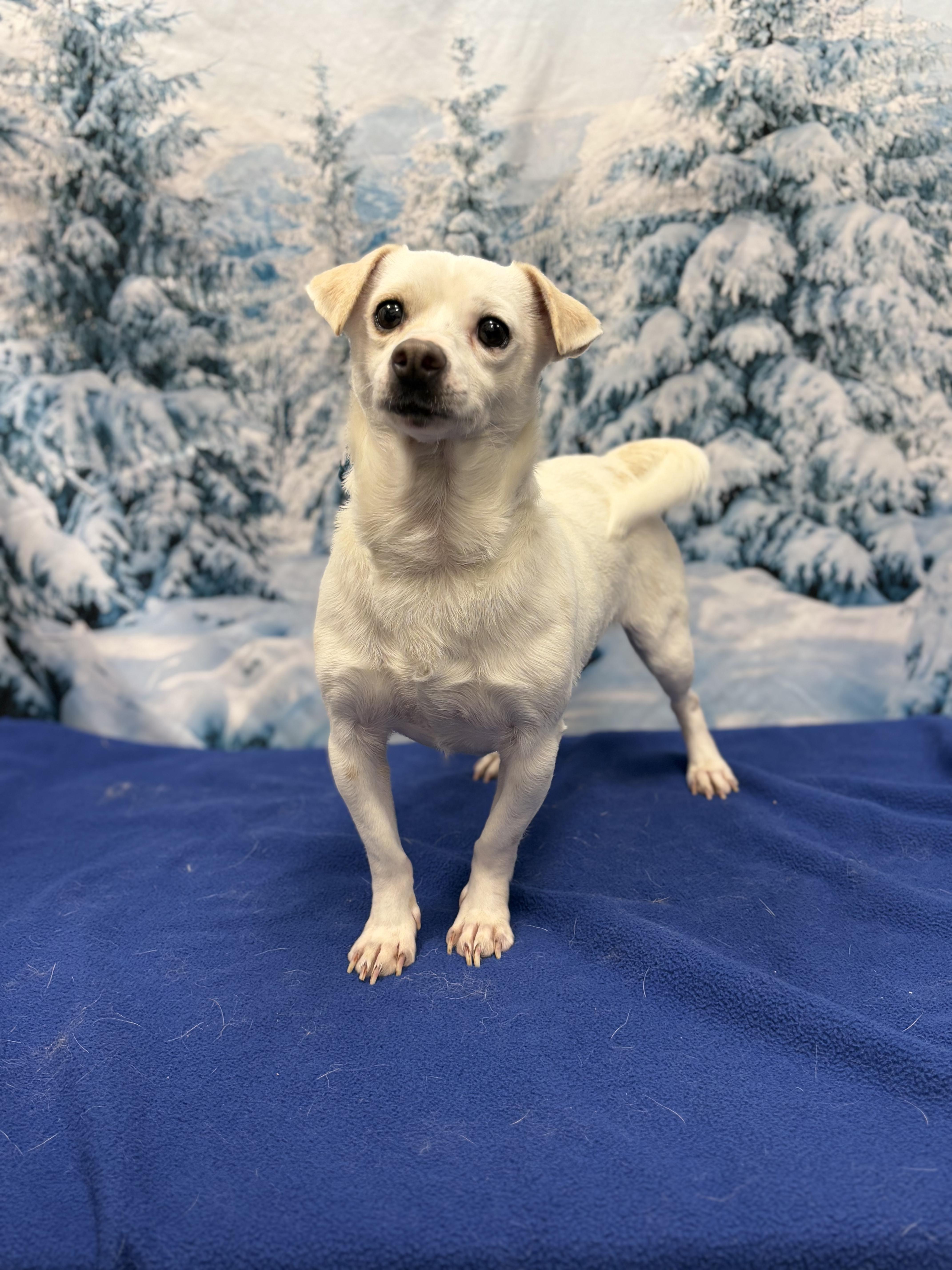 Fred, a Adoptable mixed breed in West Valley, UT image 2/5