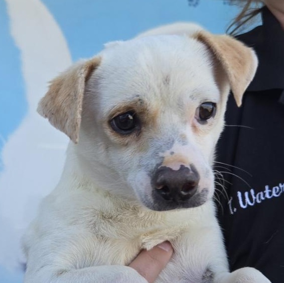 Enlarge Fred, a Adoptable mixed breed in West Valley, UT image 1/2