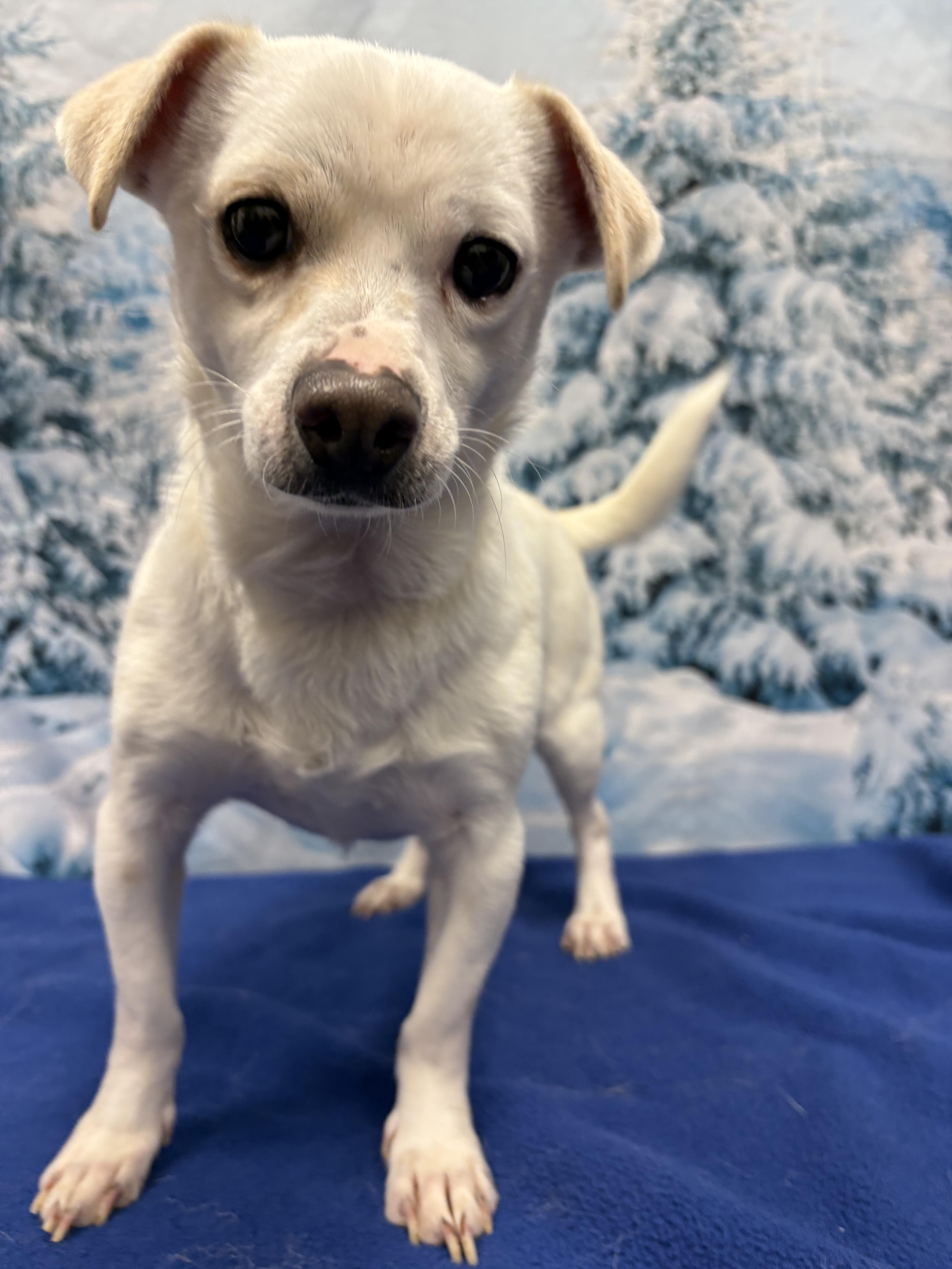 Fred, a Adoptable mixed breed in West Valley, UT image 1/5