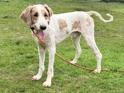Arthur, ADOPTABLE, Adult Male Poodle.