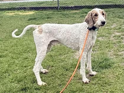 Arthur, a ADOPTABLE mixed breed in Hamilton, MT image 2/2